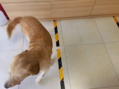 -宠福鑫康馨动物医院·骨科·眼科