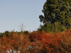 -重庆园博园