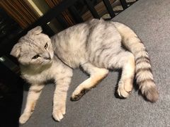 -more than meow吴止猫主题餐厅(承德 中船汇店)