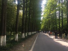 -黄海国家森林公园