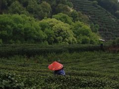 -龙坞茶村