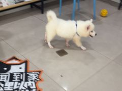 -佳雯宠物医院·皮肤科·内外科(春晓路分院)