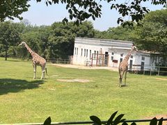 -合肥野生动物园