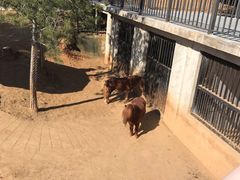 -石家庄市动物园