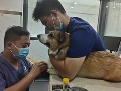 -伟伟宠物医院·CT影像中心·瑞派犬猫综合性门诊(汉口总院)