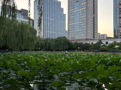 -团结湖公园