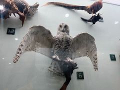 -国家自然博物馆