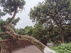 -张坝桂圆林公园
