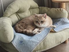 -欣宠猫屋·矮脚拿破仑·蓝金金渐层