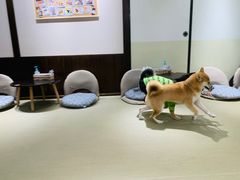 -逗柴咖啡屋·狗咖猫咖宠物桌游