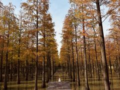 -泗洪洪泽湖湿地景区