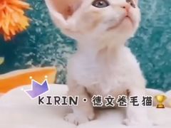 -十年猫舍·猫咪专门店(普陀店)