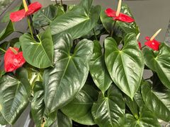 -金玉满堂潮州酒楼(无限极荟购物广场店)