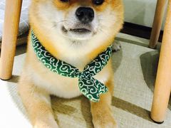 -逗柴咖啡屋·狗咖猫咖宠物桌游