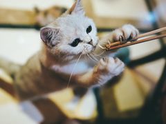 -猫色咖啡·猫咖