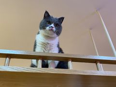 -滚猫咖啡·猫咖·猫友好撸猫(未来城店)