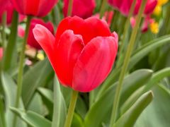 -石家庄市植物园