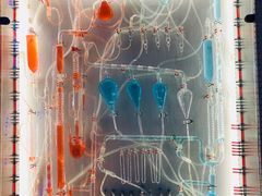 -Darling Queen·Mini·Live·House