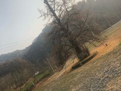 -千年银杏谷文化旅游区