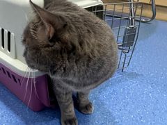 -天使宠物医院·犬猫分诊(彩虹店)