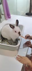 -Moni星球萌宠·小马宝莉·灵蛇·高端高阶全萌宠互动体验俱乐部(红豆国际广场店)