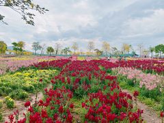 -天适樱花悠乐园