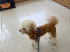 -美联众合动物医院·24h京西诊疗中心