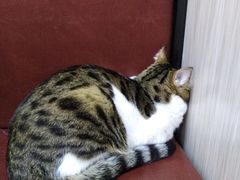 -安安宠医宠物医院·异宠·犬猫内科(岳阳分院)