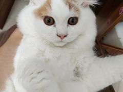 -lincat·猫舍(广州店)