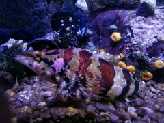 -瑞普利水族馆