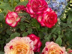 -人民公园(罗湖区)