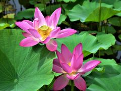 -野鸭湖国家湿地公园