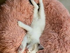 -联合动物医院(光谷诊疗中心)
