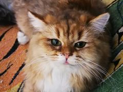 -平行世界·猫咖(首经贸店)
