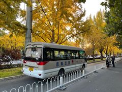 -三里屯东五街银杏大道
