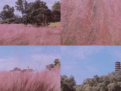 -深圳仙湖植物园