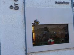 -喵屿·大理花园猫咖