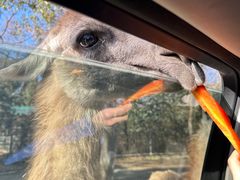 -常州淹城野生动物世界