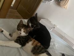 -创凡宠物医院·骨专科  猫科中心(西乡分院)