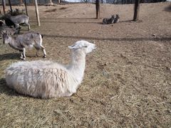 -大连森林动物园