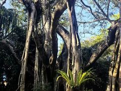 -瑞丽独树成林风景区