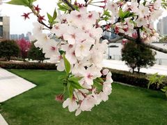 -北外滩滨江绿地