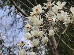 -秋霞圃