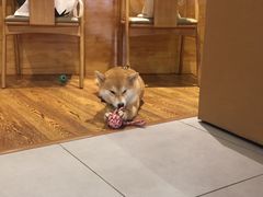 -柴务处·柴犬主题狗咖