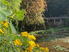 -深圳仙湖植物园