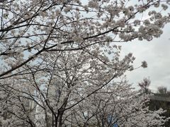 -西北湖绿化广场