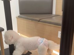 -喵园·猫主题咖啡厅·撸猫·猫咖(国贸店)