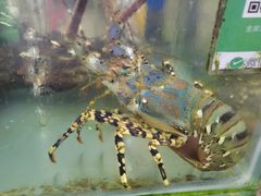 -正能量1号海鲜加工店