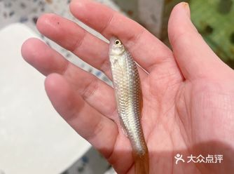 听说钓鱼一定要打窩，就会有鱼子鱼孙送上勾