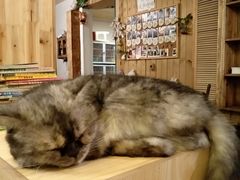 大堂-猫色咖啡·猫咖